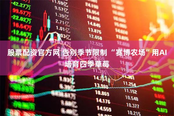 股票配资官方网 告别季节限制 “赛博农场”用AI培育四季草莓