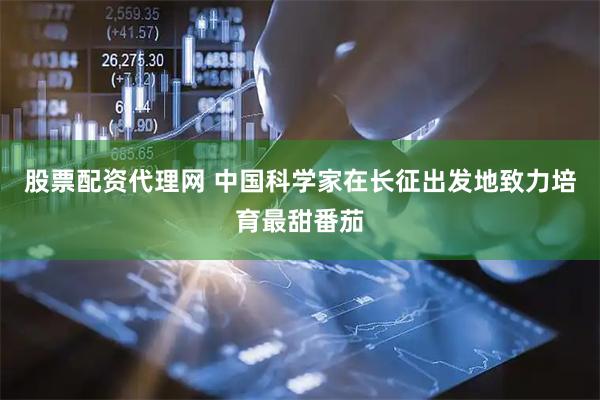 股票配资代理网 中国科学家在长征出发地致力培育最甜番茄